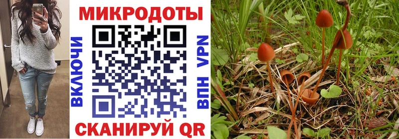Галлюциногенные грибы Psilocybine cubensis  Ленск 